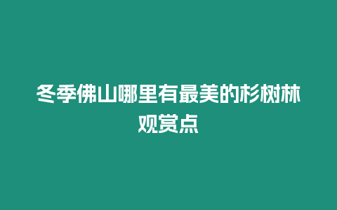 冬季佛山哪里有最美的杉树林观赏点